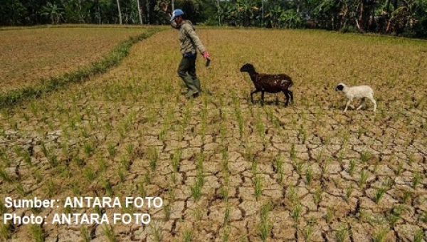 kekeringan di cilacap